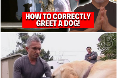 The Shocking Mistakes Everyone Makes When Greeting a Dog – And What Trainers Want You to Do Instead
