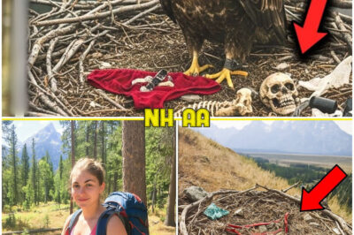 Young Hiker Vanished on Grand Teton, 11 Months Later Ranger Finds This Inside Eagle’s Nest…