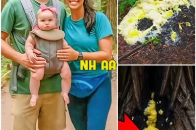 They Vanished in Redwoods, 4 Years Later Hikers Find a Strange Fungus Infestation at Tree…