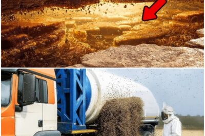 Everybody Mocked Nevada For Dumping Millions of Bees Into Desert. 1 Month Later, They Regretted It