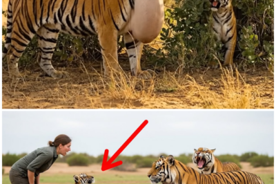 (VIDEO) Rescue Tiger Mother And Cub In A Rare Situation