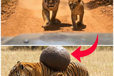 (VIDEO) Baby Tiger Begs Humans to Save His Mother – Why The Ending Will Destroy You