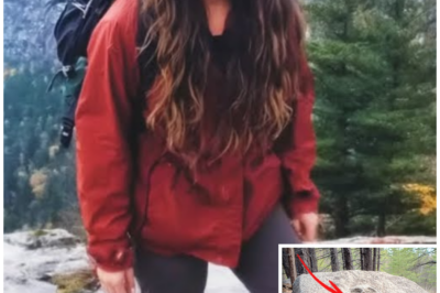 Hiker Missing in Maine – 8 Years Later Found Beneath a ROCK CARVED WITH a FACE…