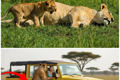 (VIDEO) Rescue A Pregnant Lioness Begging For Help With Her Cub By Her Side