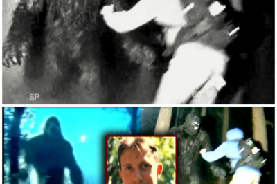 A CREATURE Dragged a TOURIST into the FOREST — Missing Tourist Case, WASHINGTON 1998.