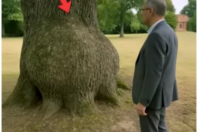 Tree Bulge Kept Growing for 30 Years, Then the Owner Decided to Cut it Open…
