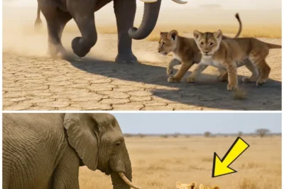 Two Lion Cubs Begged an Elephant for Help.What Happened Next Made the World Cry.