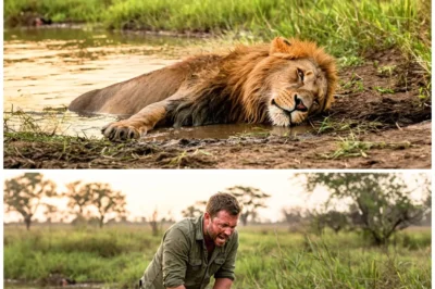 Man Saves a Drowning Lion, What Happens Next Is Unbelievable