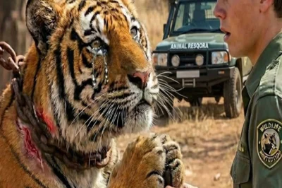 A Tiger Trapped and Chained to a Tree for 2 Days… Until a Rescuer Found Him