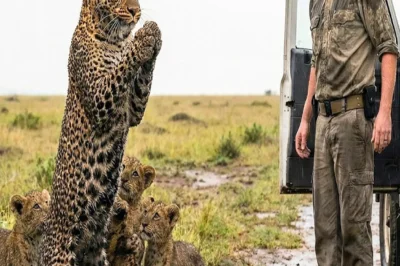 A Desperate Leopard Asks A Ranger To Save Her Family From The Storm