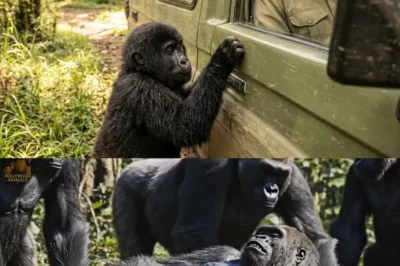 A Baby Gorilla Wouldn’t Stop Knocking on a Ranger’s Car, Until He Followed It!