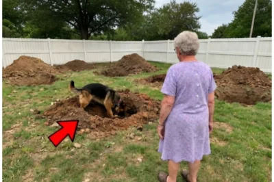 [Full Story] Dog Kept Digging Huge Holes in Garden, Grandson Saw Why and Called 911!