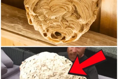 Man Thought It Was Just a Wasp Nest—Until Specialist Saw What’s Actually Been Living in His Attic