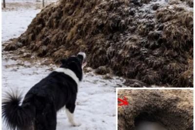 Farmer’s Herding Dog Kept Barking at Dung Pile, Excavated It and Called 911!