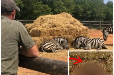 Climber Vanished On Mount Denali—4 Years Later Found In Hidden Valley With Plants Unknown To Science